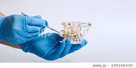 Doctor's hand in blue gloves holds a tooth model on a white background 104108430