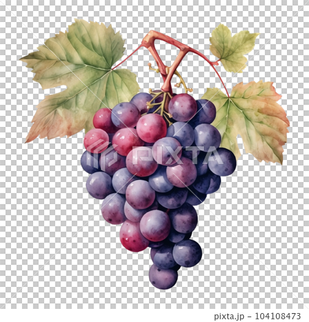 Fruit, grapes, watercolor, sweet, berries, berry, vitamin, food, organic, natural, nature  104108473