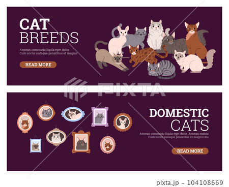 Set of website banner templates about various cat breeds flat style Set of website banner templates about various cat breeds flat style 104108669