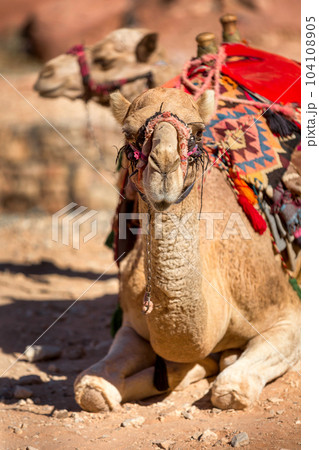 Camel smiling, close-up portrait, Jordan Camel smiling, close-up portrait, Jordan 104108905