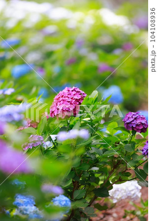 野市の紫陽花 104108936