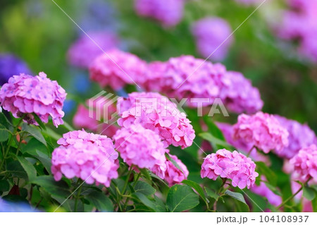 野市の紫陽花 野市の紫陽花 104108937