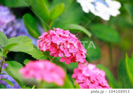 野市の紫陽花 野市の紫陽花 104108953