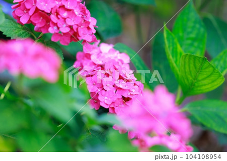 野市の紫陽花 野市の紫陽花 104108954