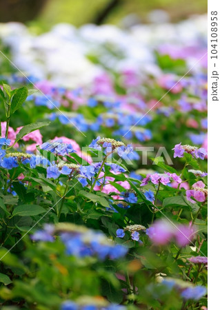 野市の紫陽花 野市の紫陽花 104108958