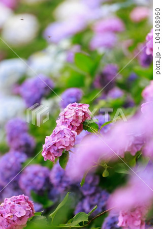 野市の紫陽花 104108960