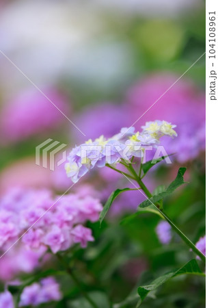 野市の紫陽花 野市の紫陽花 104108961