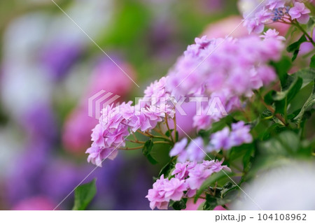 野市の紫陽花 104108962