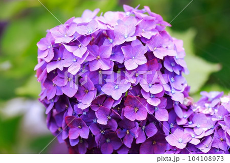 野市の紫陽花 野市の紫陽花 104108973