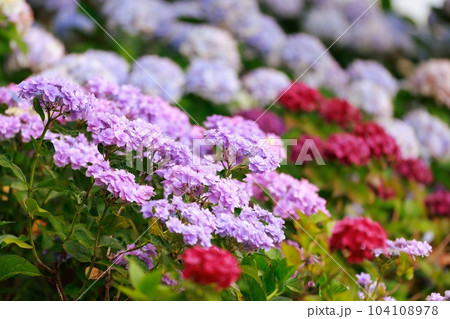 野市の紫陽花 104108978