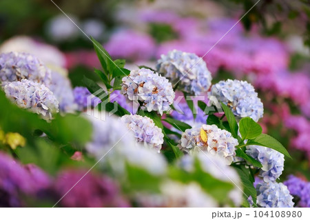 野市の紫陽花 野市の紫陽花 104108980