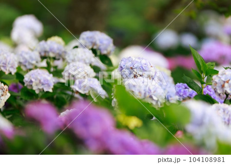 野市の紫陽花 104108981