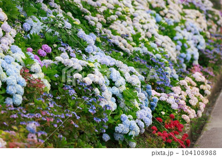 野市の紫陽花 野市の紫陽花 104108988