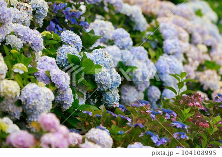 野市の紫陽花 104108995