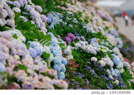 野市の紫陽花 104108996