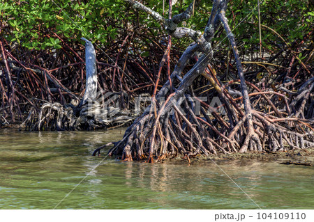Dense preserved mangrove vegetation with its trees and roots 104109110