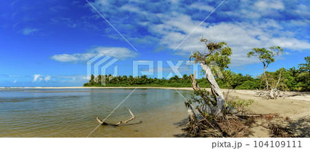 Image of the meeting of the mangrove with the sea at Sargi beach Image of the meeting of the mangrove with the sea at Sargi beach 104109111