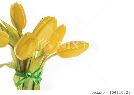 Yellow tulips 7 pieces on white background isolate Yellow tulips 7 pieces on white background isolate 104110328