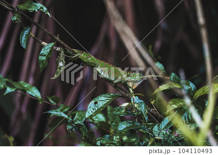 Green iguana on tree branch in tropical rainforest of Tortuguero National Park in Costa Rica 104110493