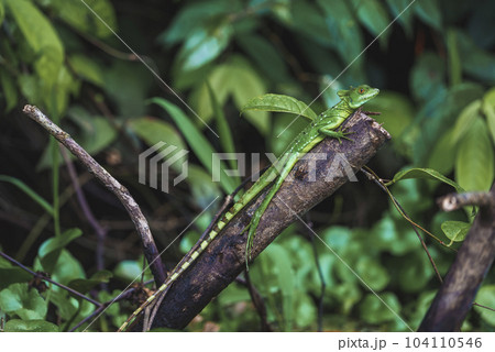 Young female green plumed basilisk lizard on tree branch in tropical rainforest of Tortuguero National Park in Costa Rica 104110546