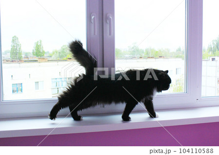 black cat walks on the window-sill 104110588