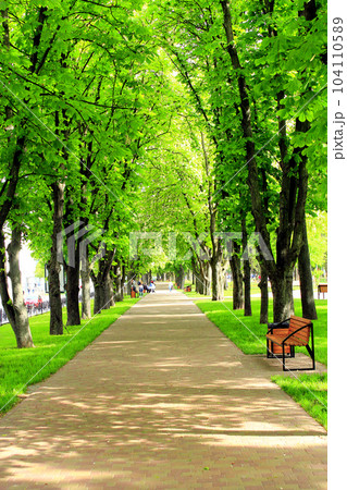 footpath in the park with big trees 104110589