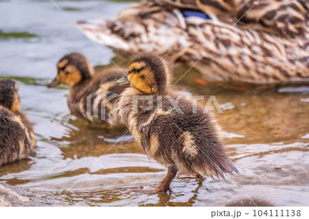 Cute little duckling swimming alone in a lake or river with calm water Cute little duckling swimming alone in a lake or river with calm water 104111138