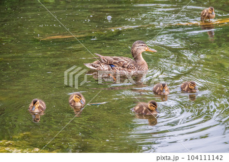 A family of ducks, a duck and its little ducklings are swimming in the water. The duck takes care of its newborn ducklings. Mallard, lat. Anas platyrhynchos 104111142