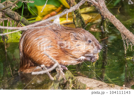 Wild animal Muskrat, Ondatra zibethicuseats, eats on the river bank Wild animal Muskrat, Ondatra zibethicuseats, eats on the river bank 104111143