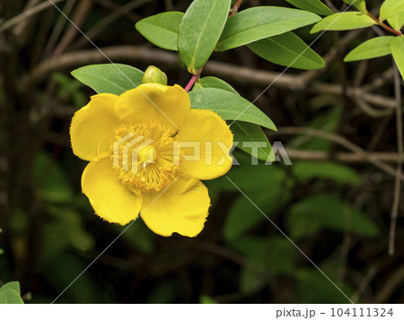 キンシバイの黄色い花 キンシバイの黄色い花 104111324