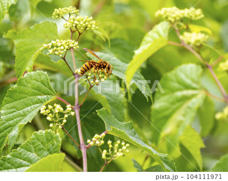 葉の上に居るキイロスズメバチ 葉の上に居るキイロスズメバチ 104111971
