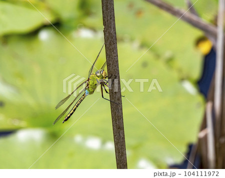 池に生えている枯れたガマにとまって休んでいるギンヤンマ 104111972
