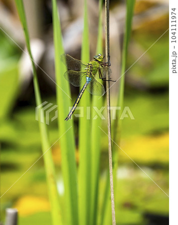 池に生えているガマの葉にとまって休んでいるギンヤンマ 104111974