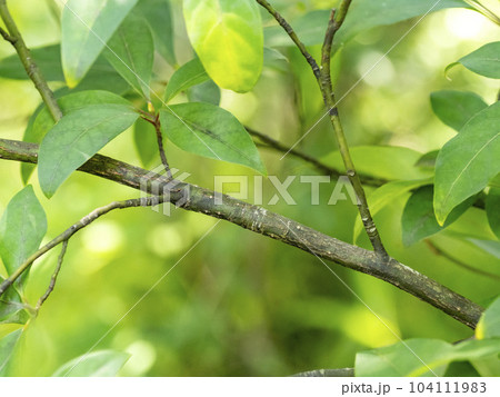 極上　楊枝の素材　2008g 東さ7-0919① 極上 楊枝の素材 2008g 東さ7-0919①