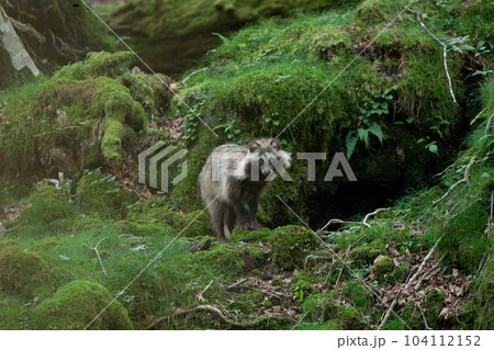 ほんどたぬき 富士山一合目付近に現れたタヌキ ほんどたぬき 富士山一合目付近に現れたタヌキ 104112152