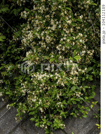 石崖を覆う様に上の方からぶら下がっているテイカカズラの花 104112189