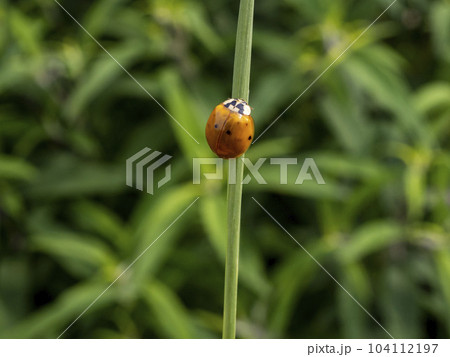 色々な模様があるナミテントウ 104112197
