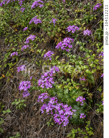 海の近くに咲くハマナデシコの花 海の近くに咲くハマナデシコの花 104112211