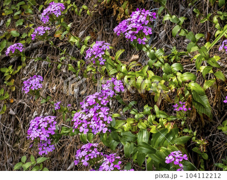 海の近くに咲くハマナデシコの花 海の近くに咲くハマナデシコの花 104112212