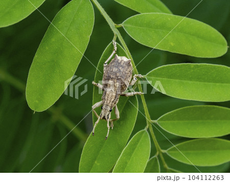 葉の上に居るシロコブゾウムシ 104112263