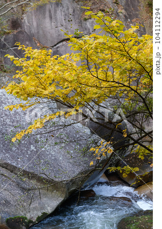 昇仙峡のダンコウバイの紅葉 昇仙峡のダンコウバイの紅葉 104112294