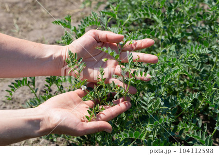 Woman shows chickpeas in close up. Chickpea are growing on the field Woman shows chickpeas in close up. Chickpea are growing on the field 104112598