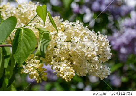 Blooming yellow lilac Primrose Syringa vulgaris  104112708