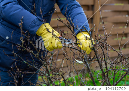 Pruning currant bushes in autumn. The pruner in the hands of the gardener. 104112709