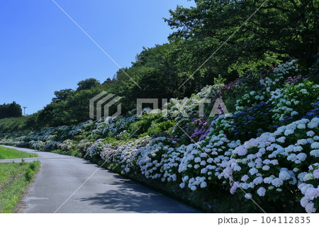 のいちあじさい街道 土手に咲くアジサイ (高知県 香南市) のいちあじさい街道 土手に咲くアジサイ (高知県 香南市) 104112835