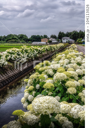 栃木県下野市 紫陽花の並木 栃木県下野市 紫陽花の並木 104113026