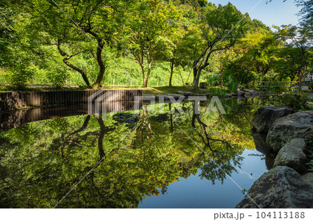 茨城県水戸市 保和園の満開のアジサイ 茨城県水戸市 保和園の満開のアジサイ 104113188