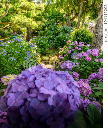 茨城県水戸市　保和園の満開のアジサイ 104113208