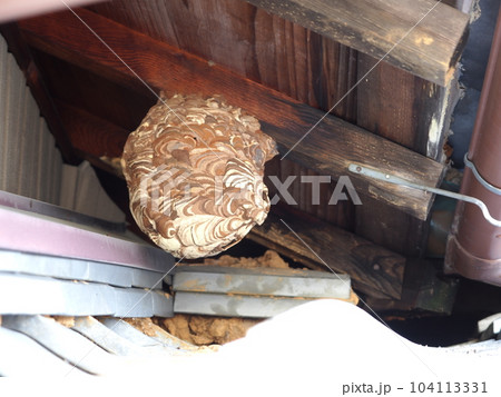 民家の軒下にかけられたスズメバチの巣 104113331