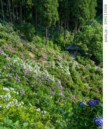 千葉県茂原市 服部農園あじさい屋敷の満開のアジサイ 千葉県茂原市 服部農園あじさい屋敷の満開のアジサイ 104113509